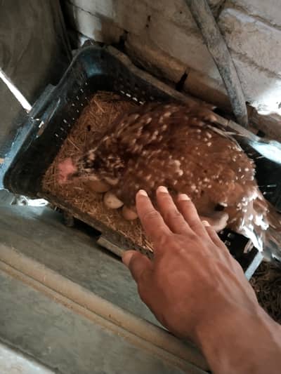 Kurak hen for sale