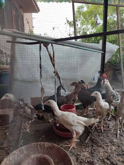 Aseel chuza for sell