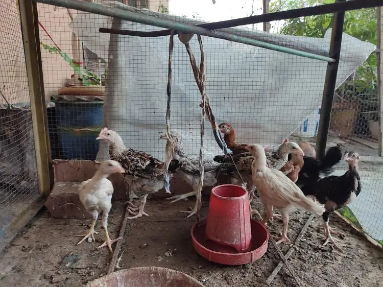 Aseel chuza for sell — photo 2