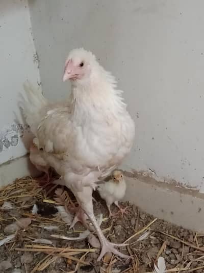 Hera aseel female with chicks