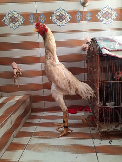King size shamo  male extra long height  for sale