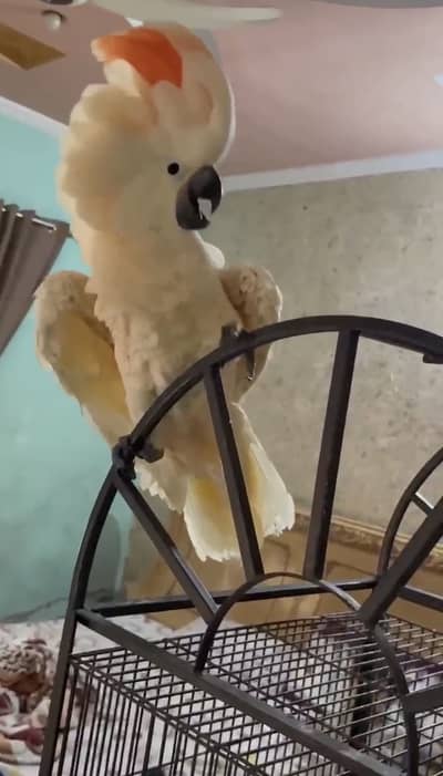 Moluccan cockatoo full self piece talking start