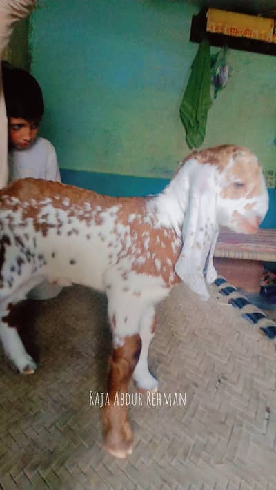 Bakra maka chini