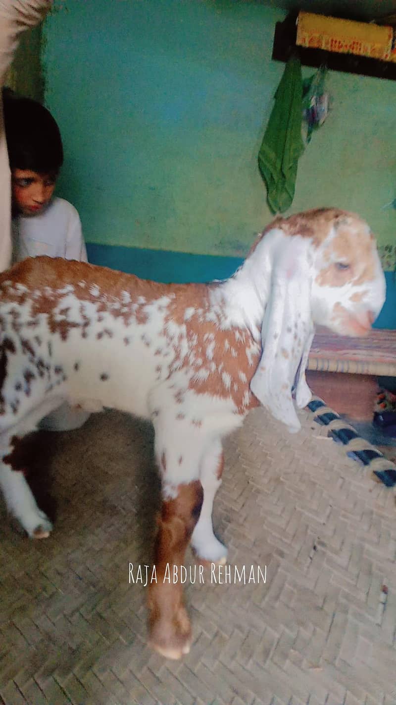 Bakra maka chini 0