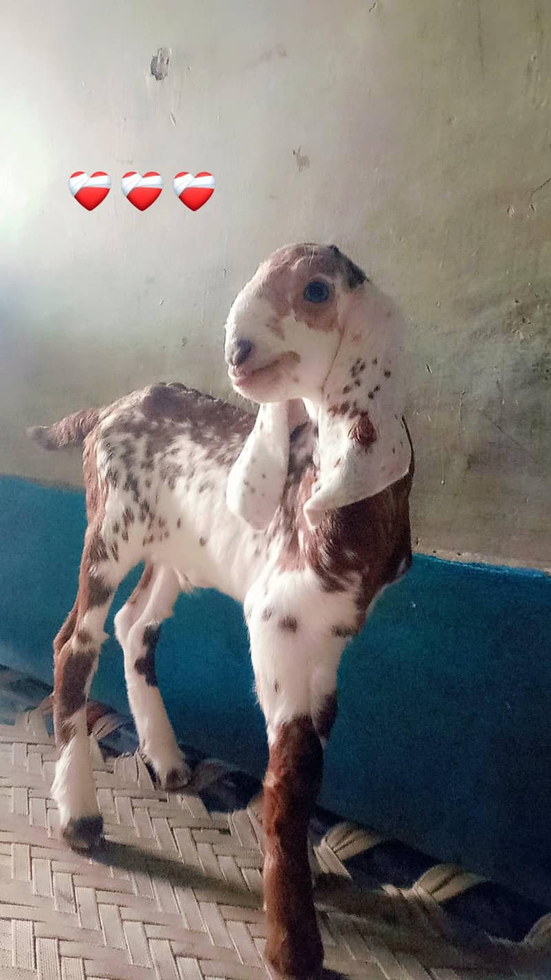 Bakra maka chini 1