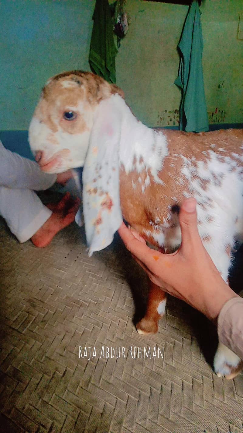 Bakra maka chini 2
