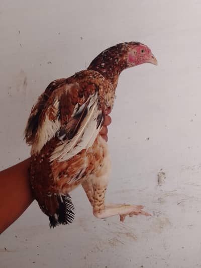quruk sa authi ha eggs laying ka lia ready ga