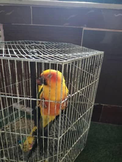 Male Sun Conure with Cage