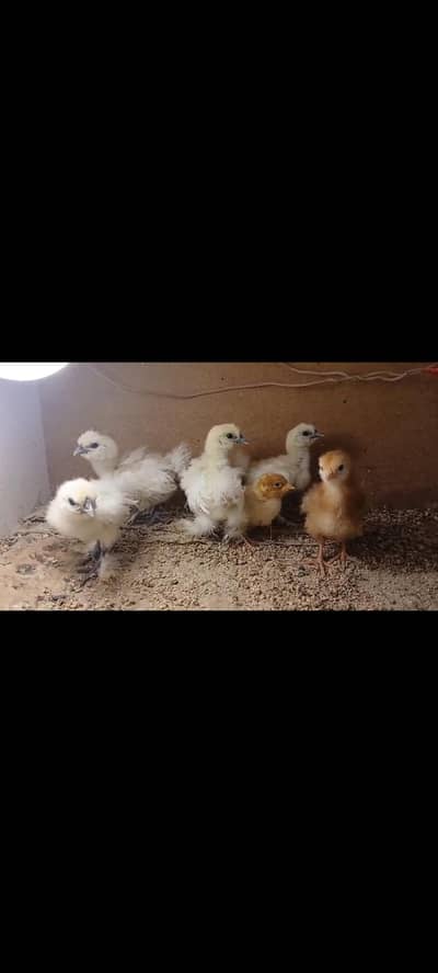 White silky black silky chicks available