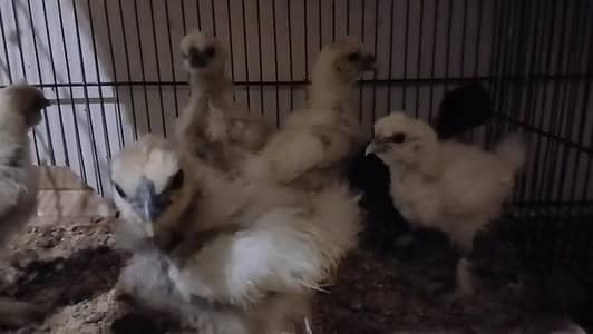 White silky black silky chicks available