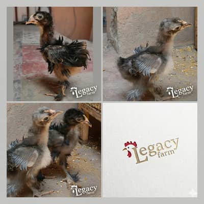 Frizzle bantam chicks