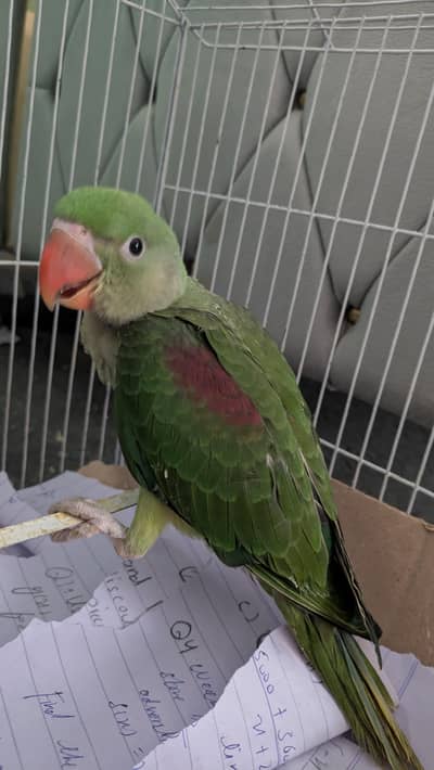 Alexandria parrot