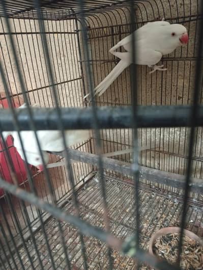 ring neck first breed pair