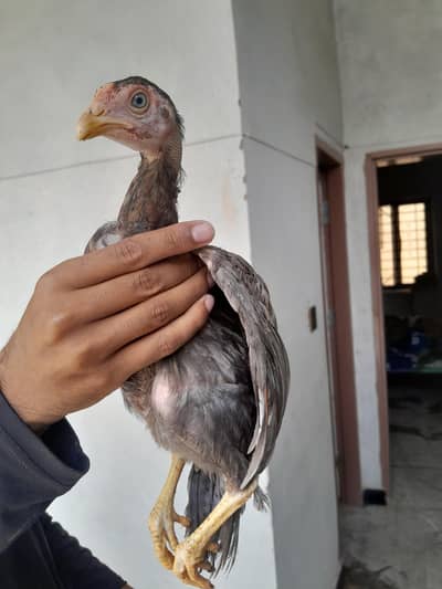 aseel chick's home breed quality saleta breed parents pics are attache