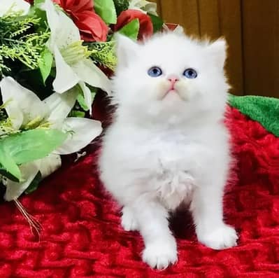 (Persian female kitten) (for sale all) (Pakistan delivery available)