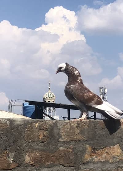 Pori lakko ki colony sale krni he Indian fantail black tail mukhi