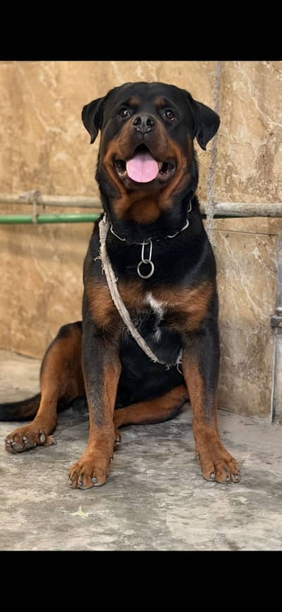 Very Huge size Rottweiler for new Home