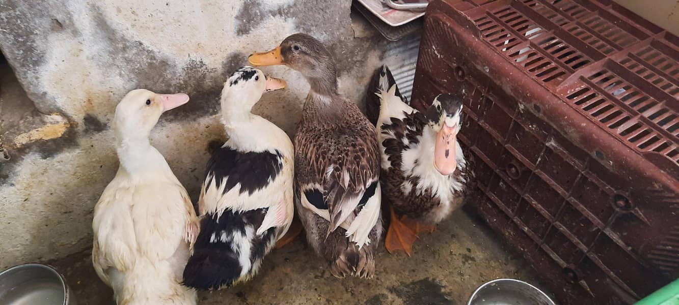 Ducks 0