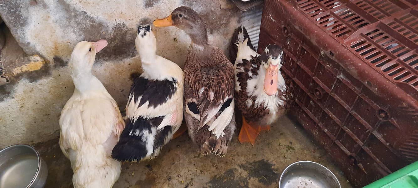 Ducks 1