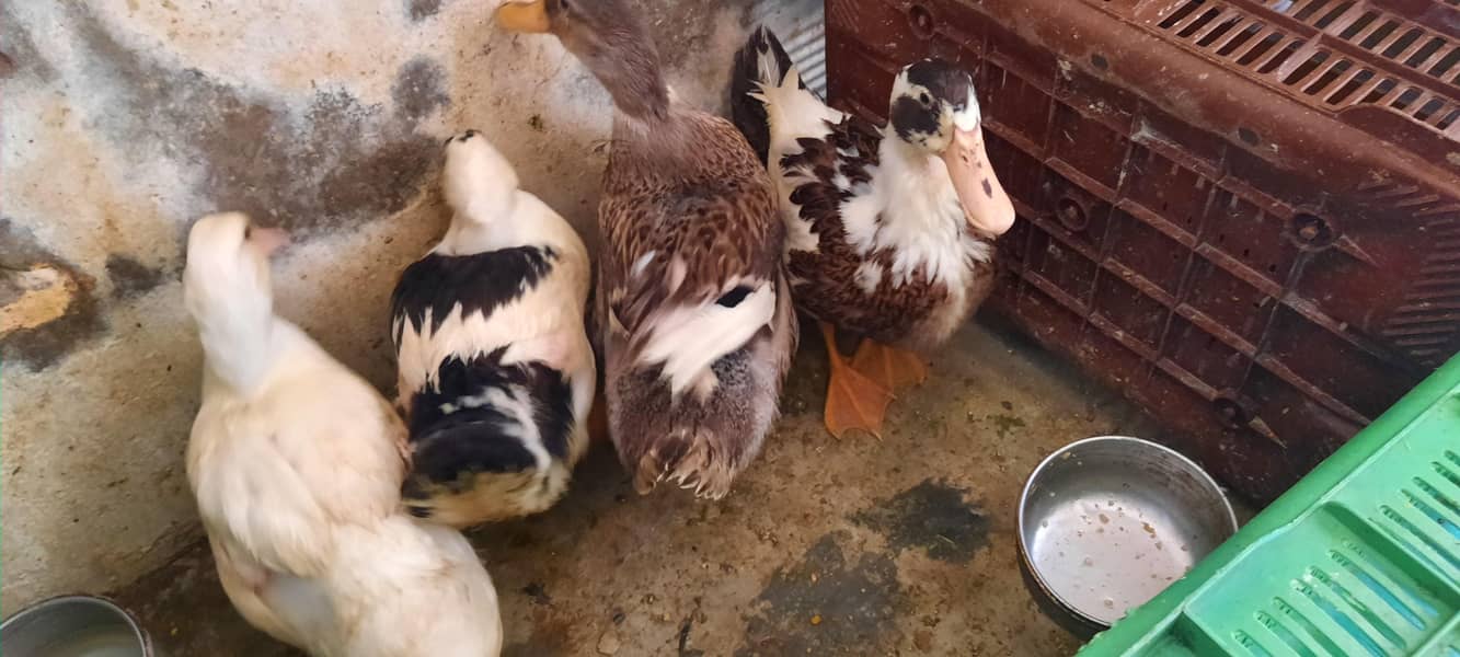 Ducks 2