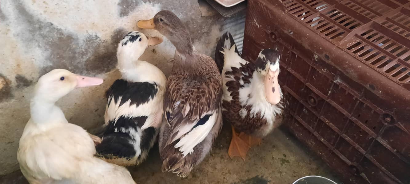 Ducks 3