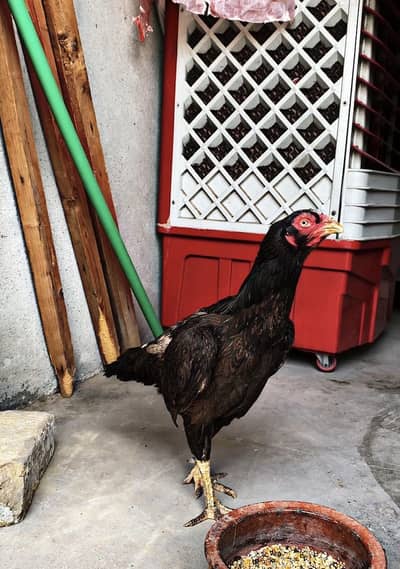 Mianwali birds WhatsApp 03020519255