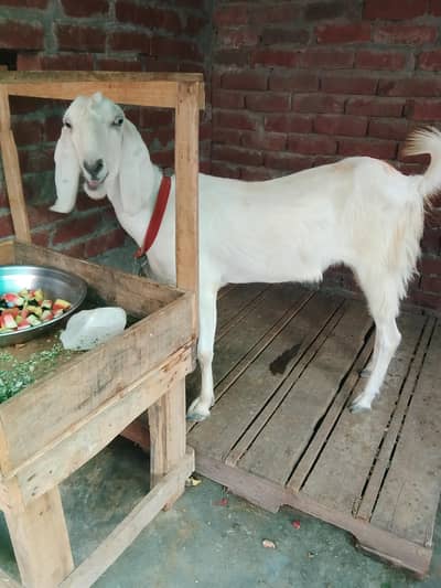 Bakri foar sale 1 month ki Cross 03295534870