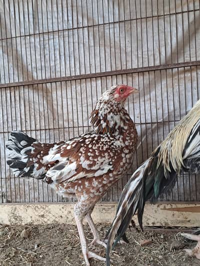 Aseel male Pure Jawa Breed with 2 Aseel female