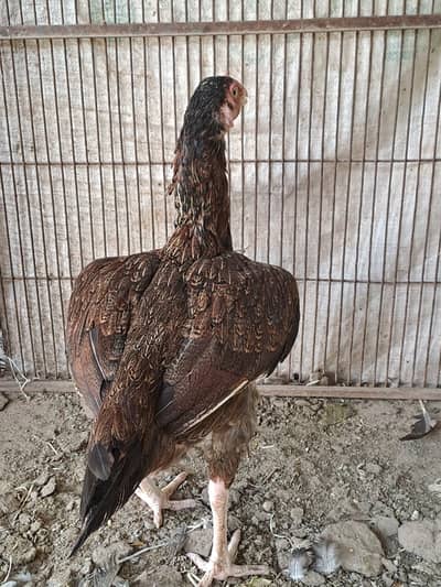 Aseel male Pure Jawa Breed with Aseel female