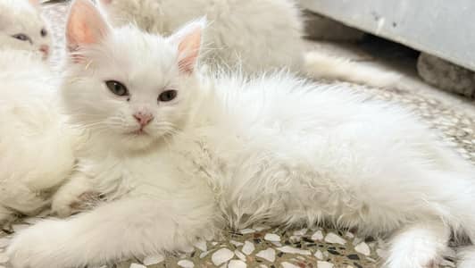 Super Fluffy White Persian Kitten - 2 Months Old (Active & Playful)