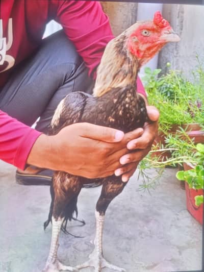 asell jawa