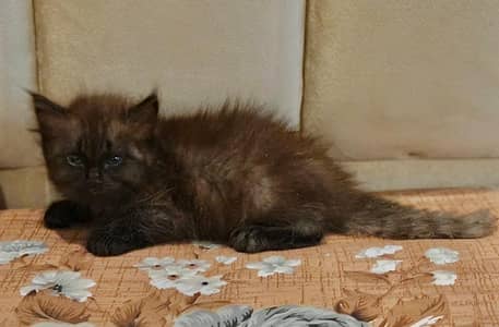 Blue-Eyed Fluffy Kittens for Sale