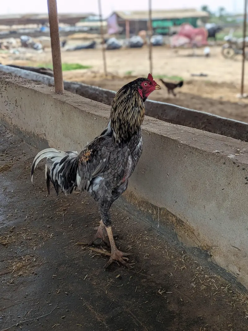 beautiful Aseel murgah