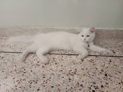 Turkish angora Parsian cat's