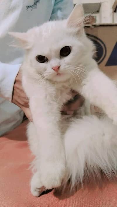 Persian Triple coat pure white kitten for sale