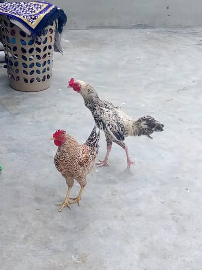 hens.