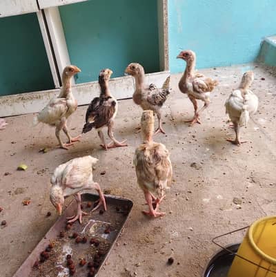 Shamo aseel full active chicks contact number (03104311508)