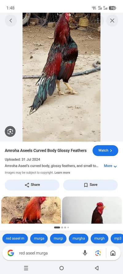 aseel murgha or murghi for sale