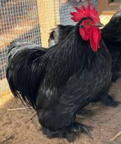 BLACK AND WHITE BANTAM BREEDER PAIRS WITH CHICKS