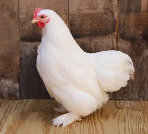 BLACK AND WHITE BANTAM BREEDER PAIRS WITH CHICKS — photo 2
