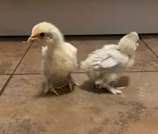 BLACK AND WHITE BANTAM BREEDER PAIRS WITH CHICKS — photo 3