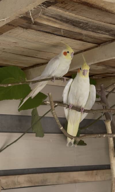 Cockatiel breeder pair