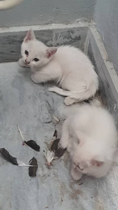 Full white Persian kitten pair