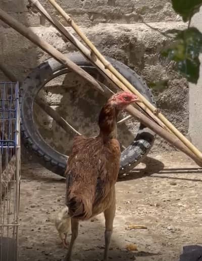Burmi female ready to breed jis ko passand ayy rabta kr ly