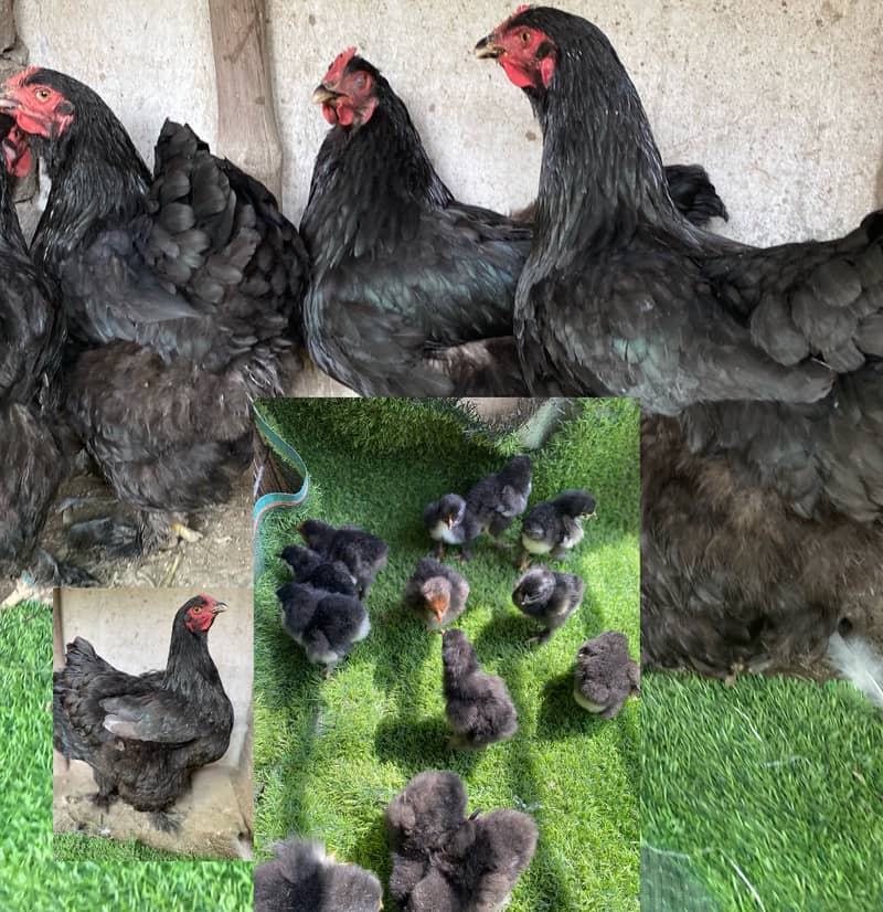 Heavy buff chicks 0