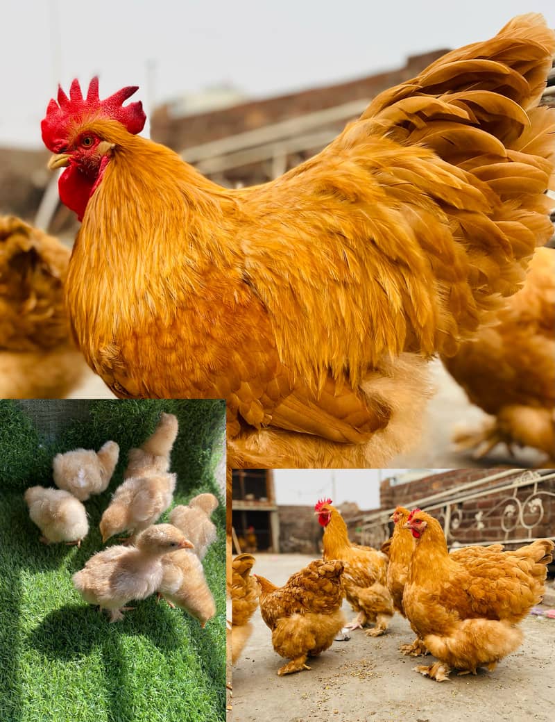Heavy buff chicks 1