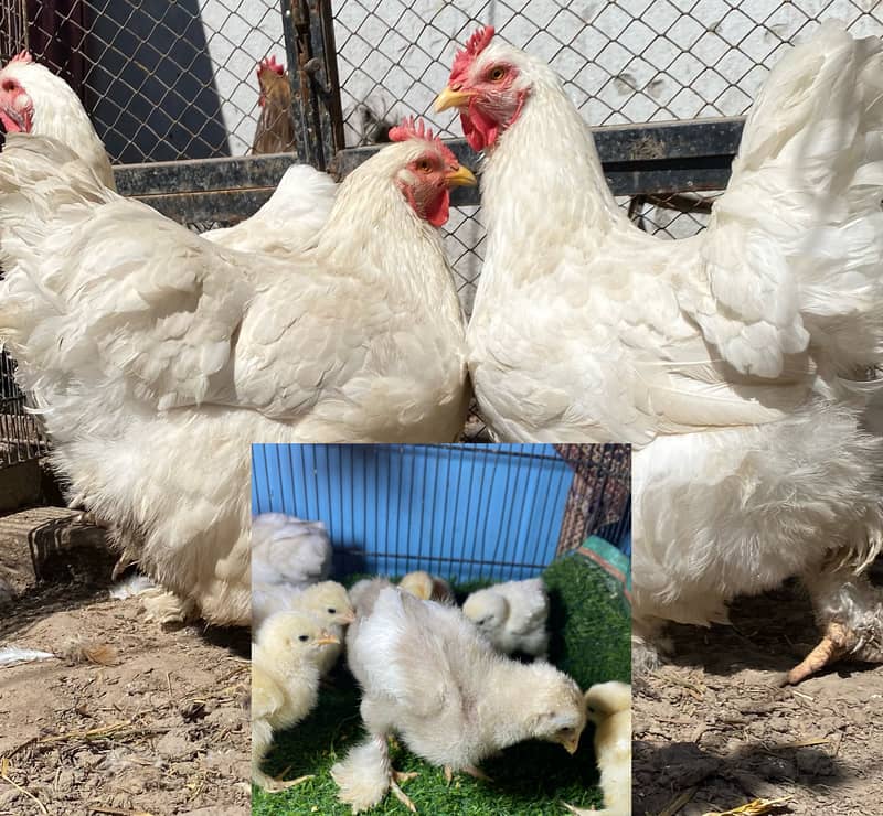 Heavy buff chicks 2