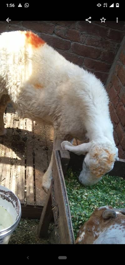 dasi sheep gaban tayar