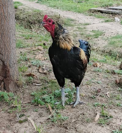 breedar Aseeel Hen pure  Vaitname