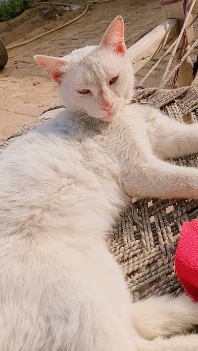 White Turkish Angora-Type Cat – 1.5 Years Old – Rs. 12,000
